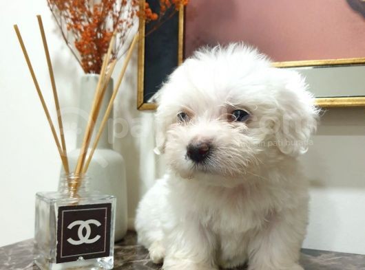 Maltes Terrier Mini Boy Erkek Yavrularımız görsel