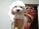 Maltes Terrier Mini Boy Erkek Yavrularımız