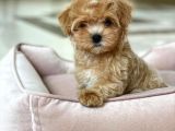 F1 Jenerasyon Hi̇poalerjeni̇k Malti̇poo Yavrulari̇mi̇z