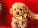 Dizayn Irk Sevimli Maltipoo