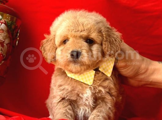 Dizayn Irk Sevimli Maltipoo görsel