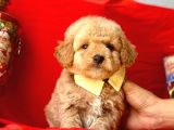 Dizayn Irk Sevimli Maltipoo