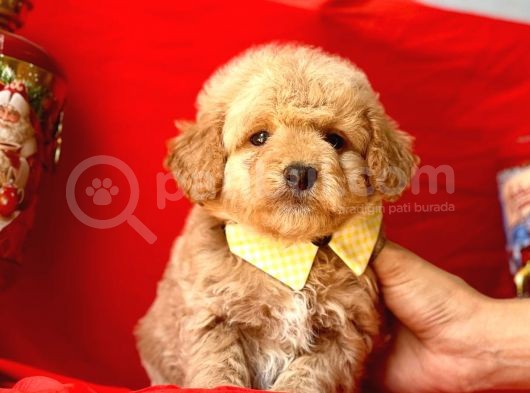 Dizayn Irk Sevimli Maltipoo görsel