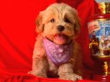Dişi-Erkek Maltipoo Mix Irk Sevimli Yavrular