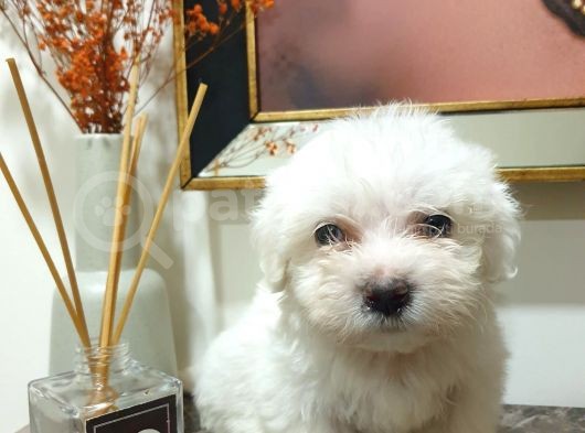 Maltes Terrier Mini Boy Erkek Yavrularımız görsel