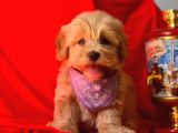 Dişi-Erkek Maltipoo Mix Irk Sevimli Yavrular