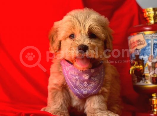 Dişi-Erkek Maltipoo Mix Irk Sevimli Yavrular görsel