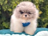 Safkan Pomeranian Boo Yavrular