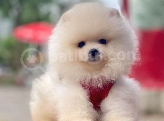 Safkan Pomeranian Boo Yavrular