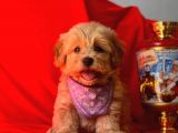Dişi-Erkek Maltipoo Mix Irk Sevimli Yavrular