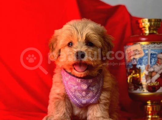Dişi-Erkek Maltipoo Mix Irk Sevimli Yavrular görsel