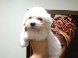 Maltes Terrier Mini Boy Erkek Yavrularımız