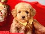 Dizayn Irk Sevimli Maltipoo