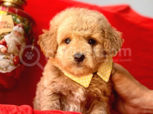Dizayn Irk Sevimli Maltipoo görsel