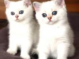 Irkının En Iyi Örneklerinden British Shorthair Yavrular