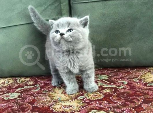 Irkının En Iyi Örneklerinden British Shorthair Yavrular görsel