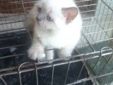 1 Tane Blue Point Erkek