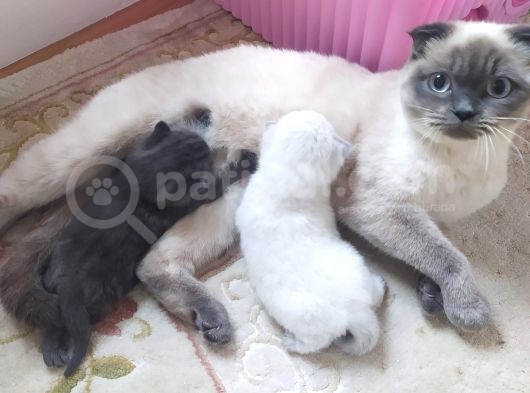 Scottish Fold Blue Safkan Erkek Yavrum görsel
