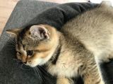 Black Golden Tabby British Shorthair 1 Dişi 1 Erkek