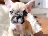 French Bulldog 3 Disi 2 Erkek