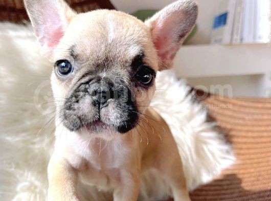 French Bulldog 3 Disi 2 Erkek