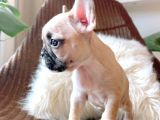 French Bulldog 3 Disi 2 Erkek