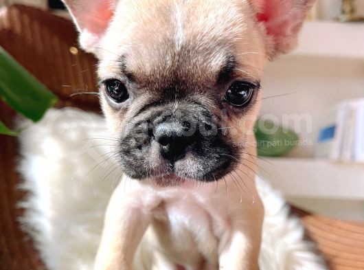 French Bulldog 3 Disi 2 Erkek görsel
