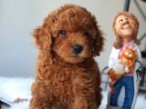 Orjinal Red Brown Toy Poodle Yavrumuz Teslime Hazır