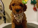 Toy Poodle Red 50 Günlük Dişi Ve Erkek Yavrularımız