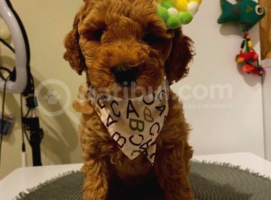 Toy Poodle Red 50 Günlük Dişi Ve Erkek Yavrularımız görsel