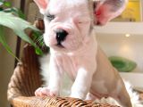 French Bulldog 3 Disi 2 Erkek