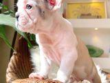 French Bulldog 3 Disi 2 Erkek