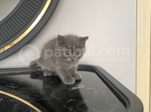 Çok Hareketli Oyuncu Sağlık Bir Yavru görsel