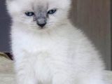 Scotti̇sh Blue Poi̇nt 1 Aylik