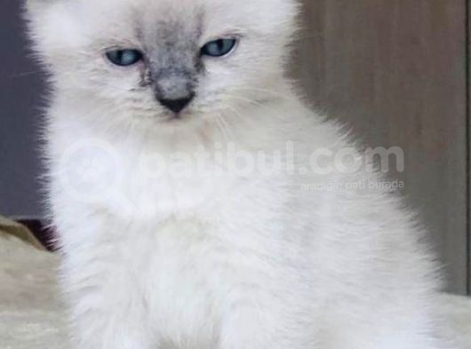 Scotti̇sh Blue Poi̇nt 1 Aylik görsel