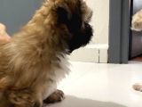 2.5 Aylık Dişi Bebek Shih Tzu