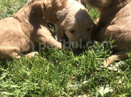 Saf İngiliz Cocker Aşırı Makul görsel