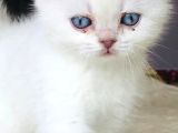 Scotti̇sh Blue Poi̇nt 1 Aylik