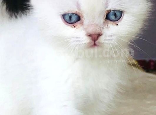 Scotti̇sh Blue Poi̇nt 1 Aylik görsel