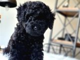 Siyah Inci Orjinal Toy Poodle Yavrumuz Teslime Hazır