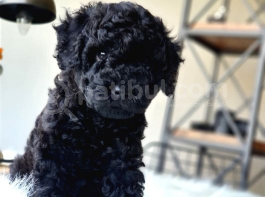 Siyah Inci Orjinal Toy Poodle Yavrumuz Teslime Hazır görsel