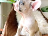 French Bulldog 3 Disi 2 Erkek