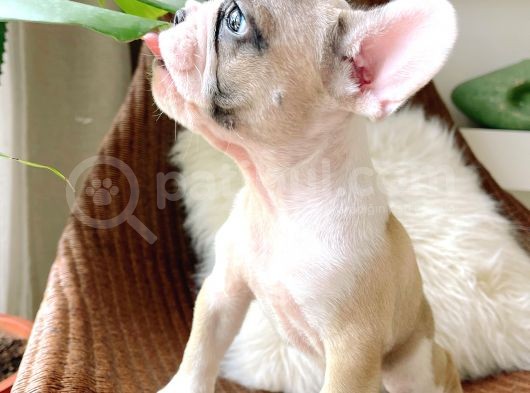 French Bulldog 3 Disi 2 Erkek görsel