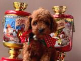 Safkan Toy Poodle Yavrularımız