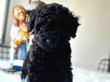 Siyah Inci Orjinal Toy Poodle Yavrumuz Teslime Hazır