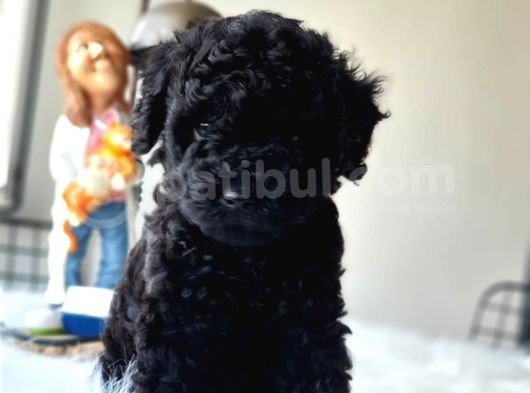 Siyah Inci Orjinal Toy Poodle Yavrumuz Teslime Hazır görsel
