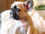 French Bulldog 3 Disi 2 Erkek