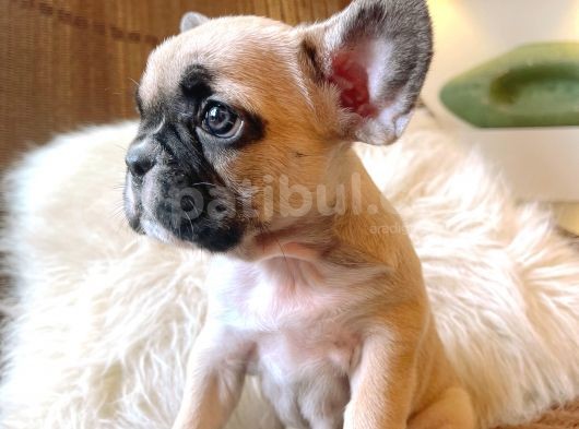 French Bulldog 3 Disi 2 Erkek görsel