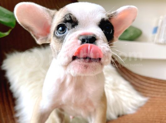 French Bulldog 3 Disi 2 Erkek görsel