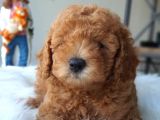 Orjinal Brown Toy Poodle Yavrularımız Teslime Hazır